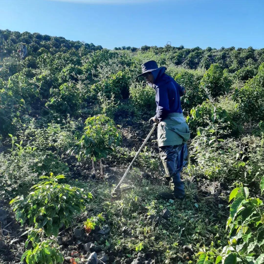 Kona Coffee Starbucks: Savoring Regional Coffee Varieties